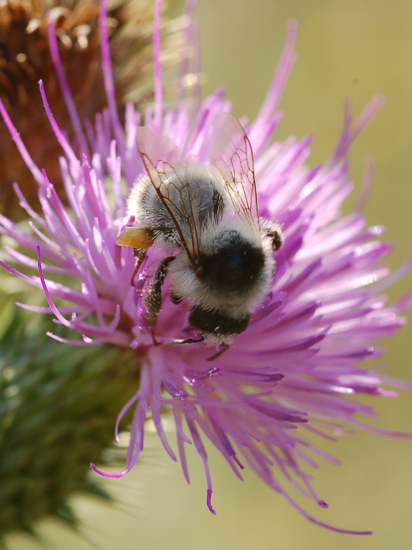 Bombus fervidus